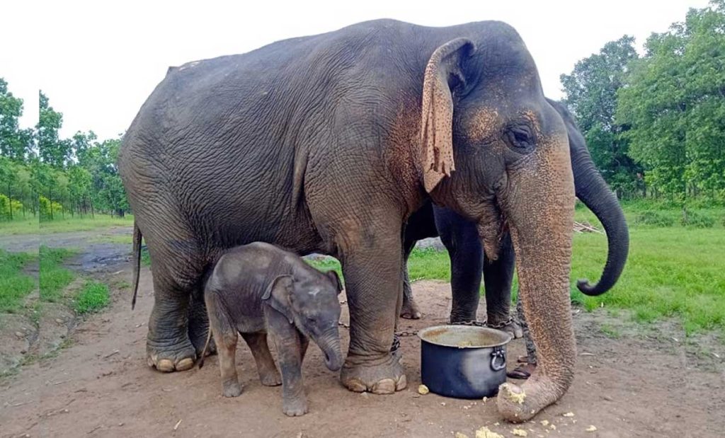 पन्ना व्याघ्र प्रकल्पातील आशियातील सर्वात वयस्कर हत्तीणी वत्सलाचा मृत्यू