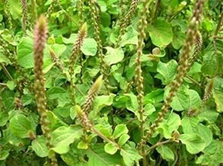 गवत नाही, ‘चिरचिटा’ आहे औषधी!