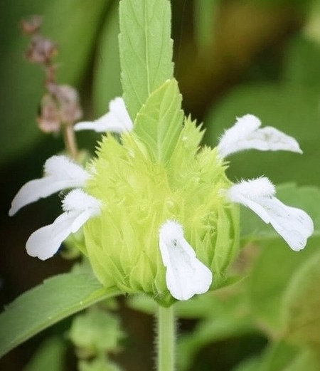 थकवा, अनिद्रा आणि तणावापासून आराम देणारा सोपा उपाय