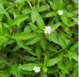 केस काळे आणि घनदाट बनवतो ‘भृंगराज’