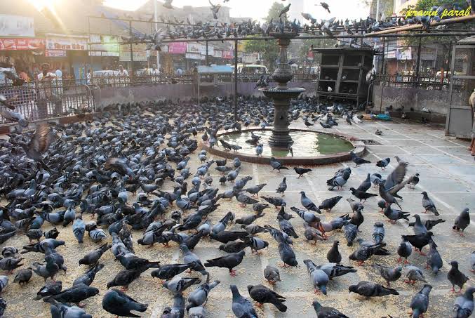 कबुतरखाने हटवण्यामागे काय कारण आहे?