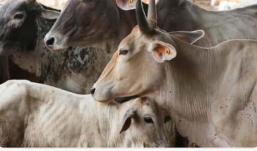 बंद कारखान्यात होत होती गोहत्या, २१० किलो गोमांस सापडले!