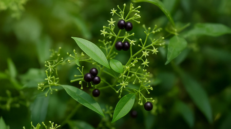 त्वचेला तेजस्वी बनवणारी, रक्त शुद्ध करणारी औषधी वनस्पती कोणती ?