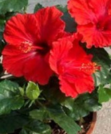 ‘या’ फुलाला आयुर्वेदात का आहे महत्त्वाचे स्थान