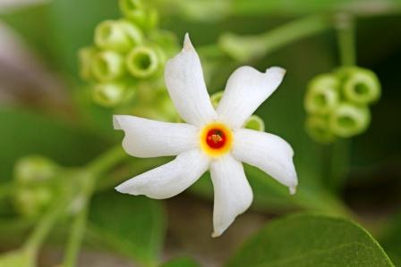 सायटिकासारख्या वेदनांमध्ये यामुळे मिळतो आराम