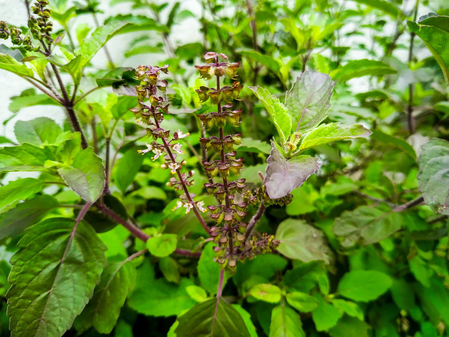 तुमच्या घरात कोणती आहे तुळस?