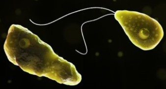 ११ वर्षांच्या मुलीला अ‍ॅमीबिक मेंनिंजायटिस