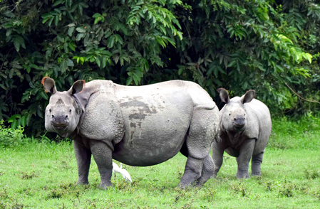 भारताचे पर्यावरण संरक्षणात ऐतिहासिक पाऊल