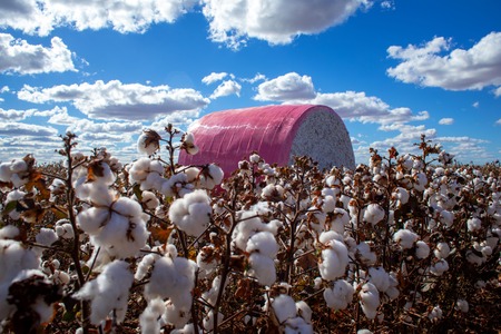 कापसावरील आयात शुल्कात सूट ३१ डिसेंबरपर्यंत वाढवली