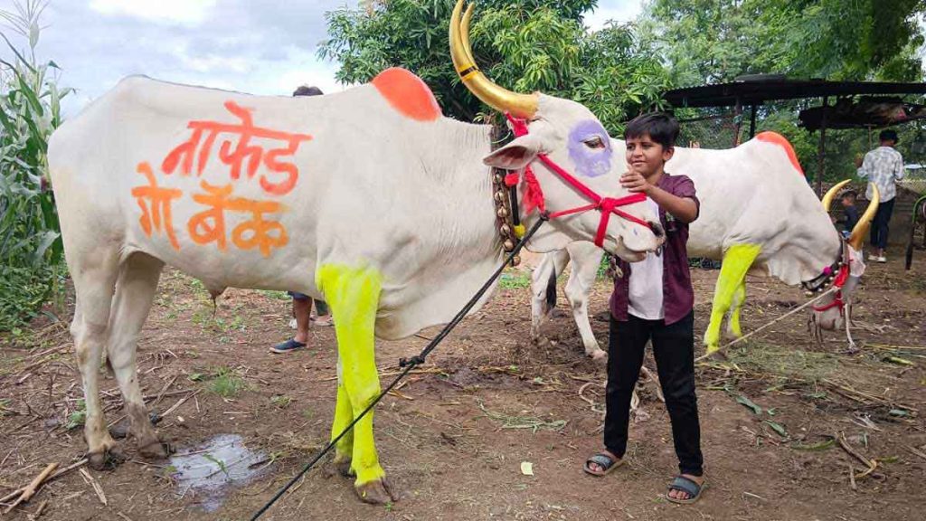 नाफेड गो बॅक – पोळ्यादिवशी शेतकऱ्यांचा अनोखा निषेध