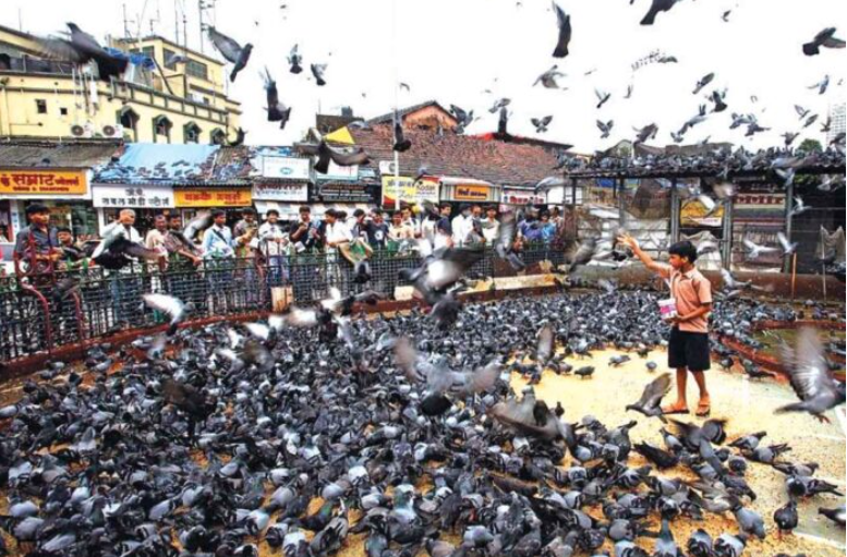 कबुतरांना खाद्य घालणे महागात पडले: मुंबईतील माहीम मध्ये पहिला गुन्हा दाखल!