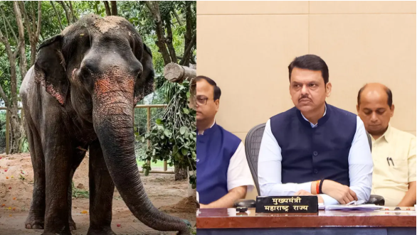 महादेवी हत्तिणीला परत आणण्यासाठी फडणवीसांनी उचललं हे पाऊल!