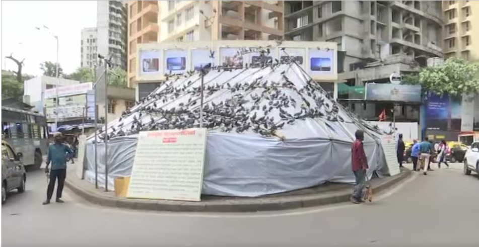 कबुतरांचे संरक्षण आणि नागरी आरोग्य यामध्ये संतुलन साधण्याचे प्रयत्न!