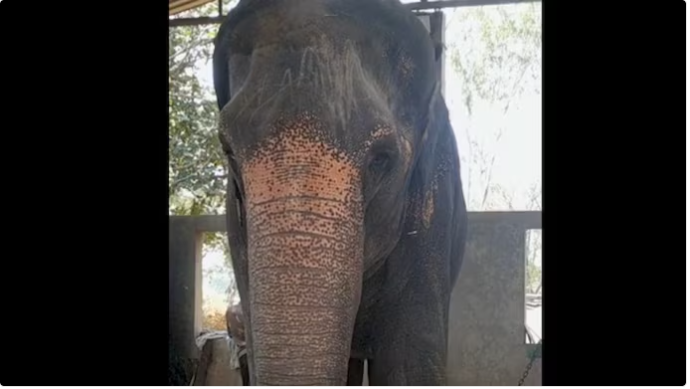 माधुरी हत्तीणीच्या परतीसाठी वनताराचा पूर्ण पाठिंबा!