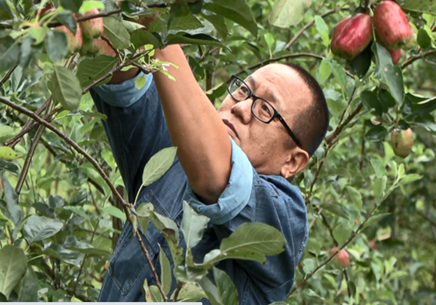 मणिपूरच्या शेतकऱ्यांना सफरचंदामध्ये मिळतंय गोड यश!