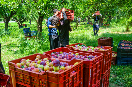 जीएसटी कपात : कृषी, दुग्ध क्षेत्रांसाठी बूस्टर शॉट