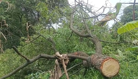 चंदन तस्करांचा धुमाकूळ