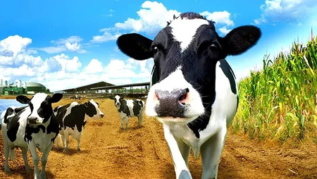 वैश्विक दूध उत्पादनात भारत अव्वल