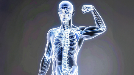 शरीराची मजबूत पाया आहेत हाडं