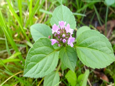 औषधी गुणांनी समृद्ध आहे ‘पुनर्नवा’