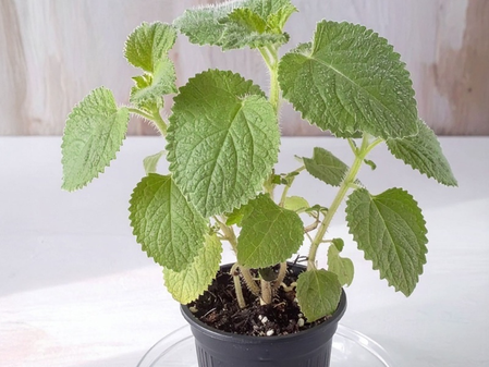 ‘मेक्सिकन मिंट’ संसर्गाशी लढण्याची देते ताकद