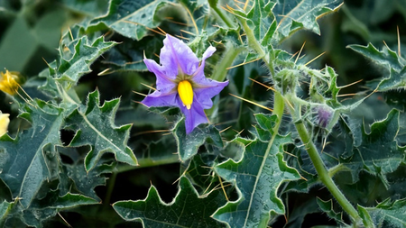 खोकला किंवा दम्यावर काय आहे रामबाण ?