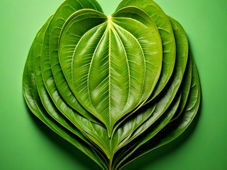 मानसिक ताण कमी करण्यास मदत करते खाऊचे पान