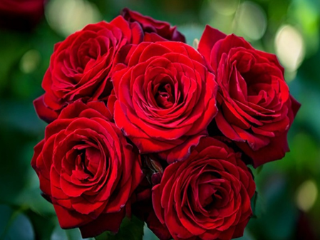 औषधांपेक्षा कमी नाही देशी गुलाब