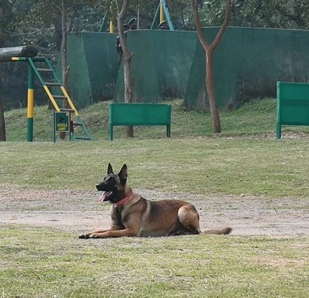 नक्षलवाद्यांच्या आयईडी स्फोटात कोब्रा दलाचा स्निफर डॉग हुतात्मा