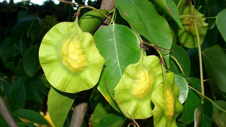 मधुमेहच नव्हे, या आजारांवरही ‘विजयसार’ आहे रामबाण उपाय