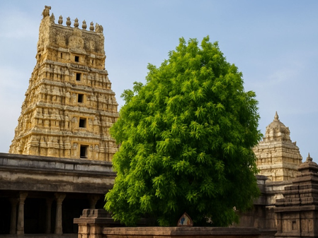 चमत्कारी झाडावर लागतात चार प्रकारचे आंबे