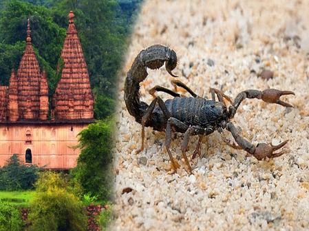 या मंदिरात विषारी विंचूंसोबत खेळतात भक्त