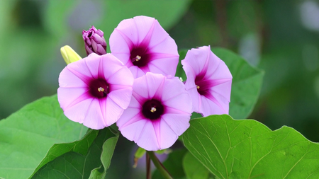 आरोग्यासाठी वरदान – विधारा