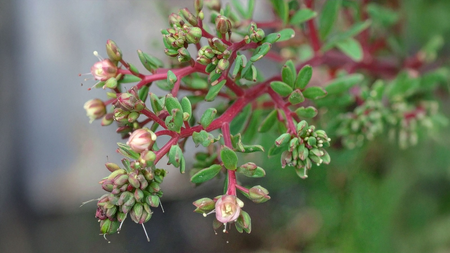 दूधी : अस्थमा, पोट आणि त्वचेसाठी चमत्कारिक औषधी वनस्पती