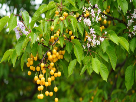 डास आणि कीटकांपासून त्रस्त आहात?