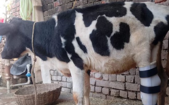 पाक सैन्याच्या गोळीबारात जखमी झालेल्या जम्मूतील ‘गौरी’ला मिळाली नवसंजीवनी!