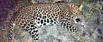 दोन शार्प शूटर्सनी केला अहिल्यानगरातील बिबट्याचा खात्मा