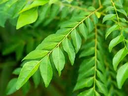 कढीपत्ता : आरोग्य आणि सौंदर्य दोन्हीसाठी वरदान