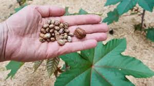 दहशतवादी हल्ल्यांसाठी रायसिन विषाचा कसा होतो वापर?