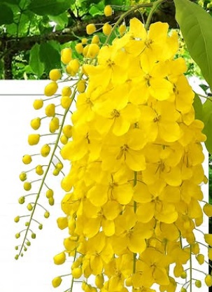 पाचन तंत्र मजबूत करण्यात कोण मदतगार?