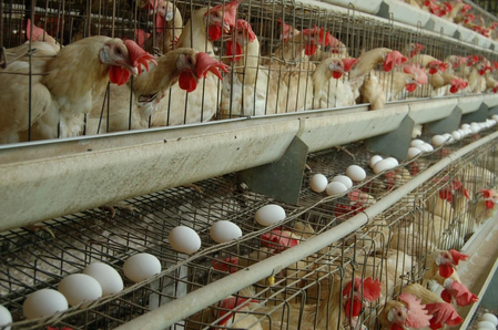 नमक्कलमध्ये अंड्यांचे दर विक्रमी पातळीवर