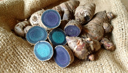 एक असे दुर्मीळ रोप, ज्याच्या मुळांत दडलेलाय औषधी गुणांचा खजिना