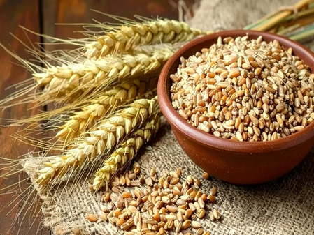 शरीरासाठी अमृतासारखा आहे गहू