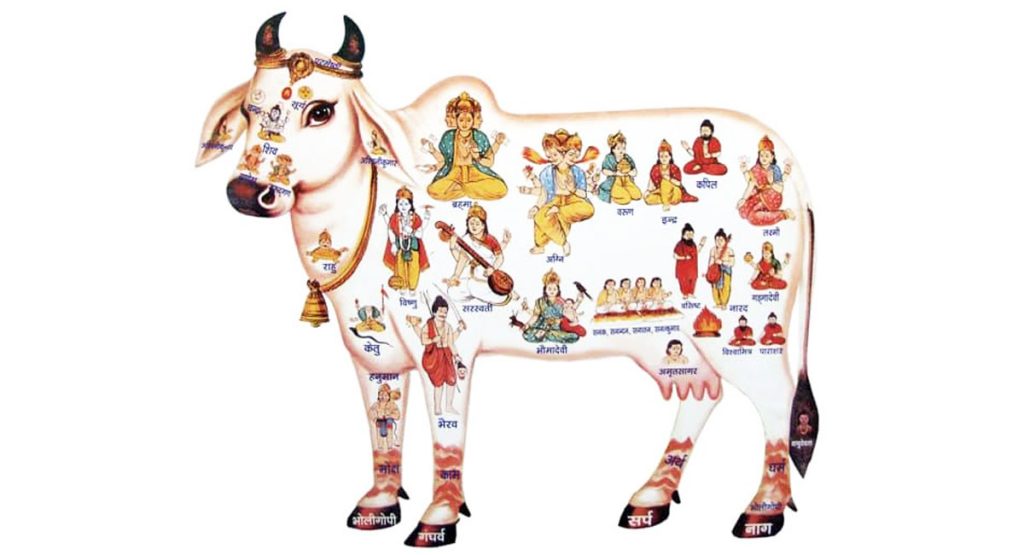 आरोग्याचा गुपित मंत्र – गोमूत्र!