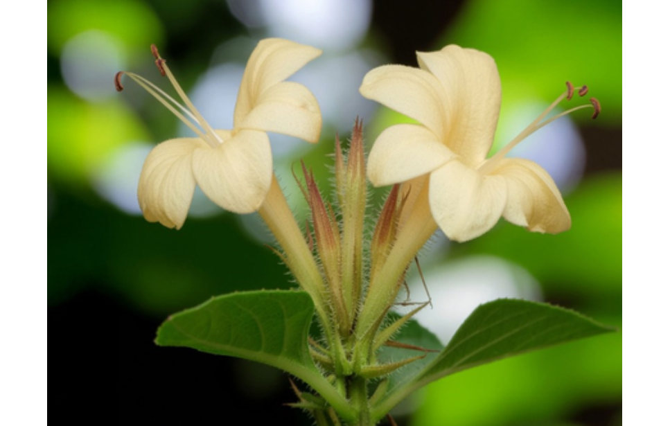 वज्रदंती : दात व हिरड्यांसाठी आयुर्वेदातील रामबाण औषधी