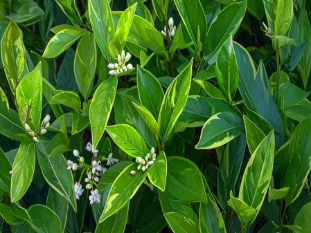 रक्तशुद्धीपासून हृदयरोगांचा धोका कमी करण्यापर्यंतचा एकच उपाय ‘कालमेघ’