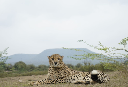 कूनो राष्ट्रीय उद्यानात चीत्यांचे प्रमाण वाढण्याची अपेक्षा