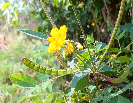 खोकला, सर्दीवर या वनस्पतीचा रामबाण उपाय !