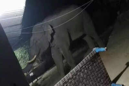 गोइलकेरामध्ये हत्तीने घातला धुमाकूळ