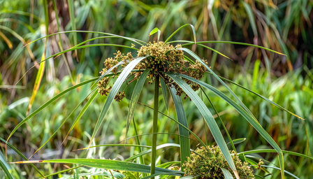 पचनापासून महिलांच्या आरोग्यापर्यंत…